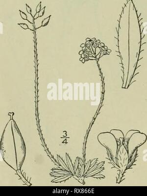 Un illustrata della flora di una flora illustrata del nord degli Stati Uniti, il Canada e la British possedimenti : da Terranova al parallelo tra il confine meridionale della Virginia e dall'Oceano Atlantico verso ovest per il 102º meridiano ed2illustratedflo02brit Anno: 1913 13. Draba alpina L. Whitlow alpino-erba. Fig. 2009. Draba alpina L. Sp. PI. 642. 1753. Perenne da un caudex ramificato, densamente, tufted vedute pubescent, i'-6' alta. Lascia tutti i basale, intero o poche dentato, oblunga, o oblungo-lanceolate, angoli ottusi oppure acuti all'apice, per lo più ristretto alla base, ciliato, o villosi-pu Foto Stock