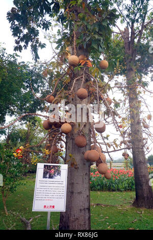 Cannonball tree (Couroupita guianensis Aubl.) porta frutti e fiori, Koh Samui, Thailandia Foto Stock