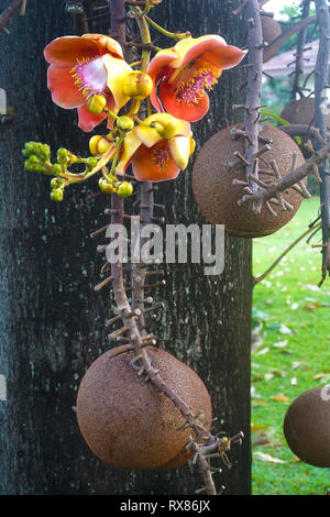 Cannonball tree (Couroupita guianensis Aubl.) porta frutti e fiori, Koh Samui, Thailandia Foto Stock