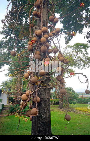 Cannonball tree (Couroupita guianensis Aubl.) porta frutti e fiori, Koh Samui, Thailandia Foto Stock