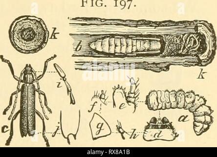 Entomologia economica per l'agricoltore Foto Stock