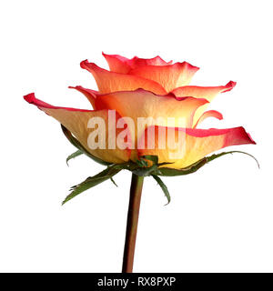 Rosa gialla con bordi rosso di petali isolati su sfondo bianco Foto Stock