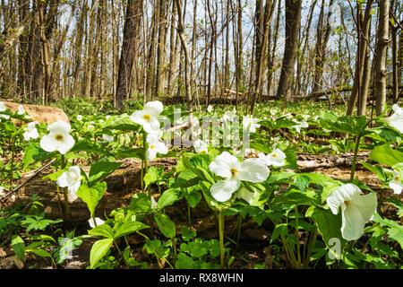 White Trilliums (Trillium grandiflorum), Ontario provinciale del fiore in legno duro bush, nr Orangeville, Ontario, Canada Foto Stock