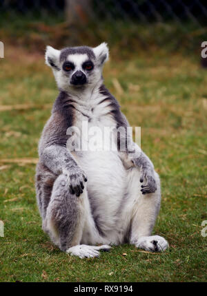 Lemur guardando a voi Foto Stock