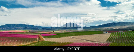 Immagine panoramica tagliata frutteti rosa brillante in fiore. Campi con pesca in fiore, alberi di noci di prugna alberi da frutto, catena montuosa, Cieza, Spagna Foto Stock