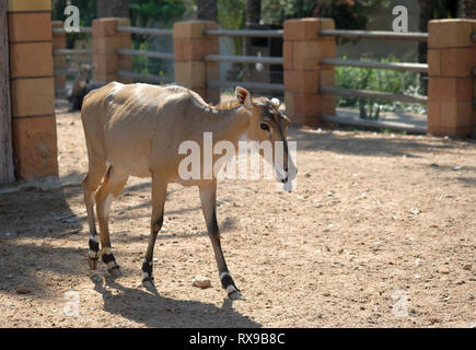 Giovane cervo senza corna camminare in piedi all'aperto, foto scattata nel parco di safari in Spagna Foto Stock