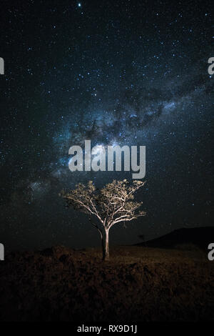 Un albero con la via lattea sopra di esso nella concessione di Palmwag, regione di Kunene, Namibia Foto Stock