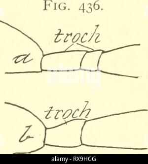 Entomologia economica per l'imprenditore di entomologia economica per gli agricoltori e i coltivatori di frutta e per uso come un libro di testo nelle scuole agrarie e collegi; economicentomolo00smit Anno: 1906 mondo degli insetti. 379 sottolineato, poiché gli insetti sono generalmente di piccole dimensioni ; in realtà si tratta di una questione di scarsa importanza per l'agricoltore, perché in ogni caso egli può guardare queste gall-vespe con indifferenza e senza il timore di possibili lesioni a sé vi è una grande serie di Imenotteri parassiti, e 't contiene un certo numero di famiglie, quasi tutte le specie delle quali sono benefici. Foto Stock