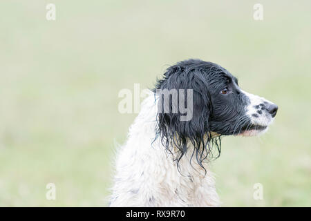 Un bianco e nero English Springer spaniel Foto Stock