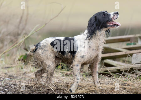 Un bianco e nero English Springer spaniel Foto Stock