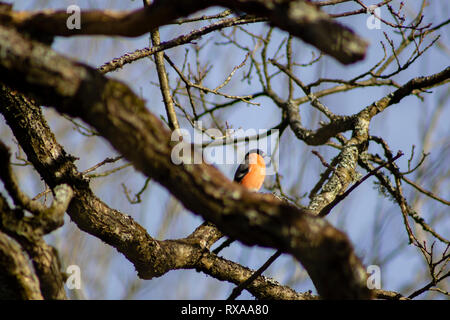 Bullfinch osservata attraverso i rami degli alberi con un cielo blu in background. Più grande è sfocata a rami di alberi in primo piano. Foto Stock