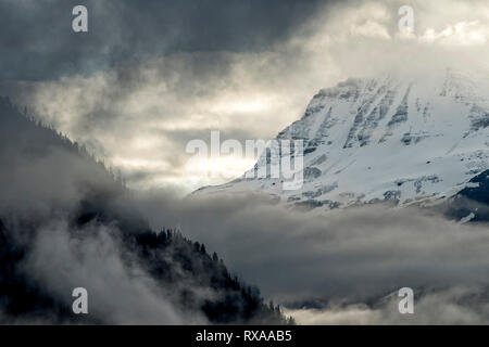 Gli orsi grizzly (Ursus arctos horribilis) volo e riproduzione, Khutzeymateen Orso grizzly Santuario, Northern BC, Canada Foto Stock