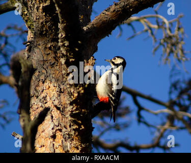 Picchio rosso maggiore in piedi su un tronco di albero, guardando all'interno dell'albero. Blue sky in background. Foto Stock