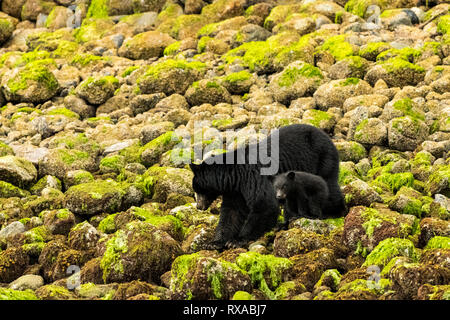 Orso nero e il primo anno cub (Ursus americanus), Fortune canale, l'isola di Vancouver, BC Canada Foto Stock