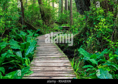 Halfmoon Bay Pacific Rim National Park, Ucluelet, BC, Canada Foto Stock