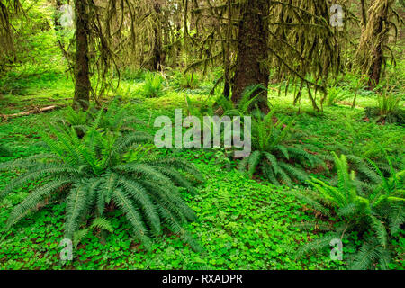 Hall di muschi Trail, Hoh Rainforest, il Parco Nazionale di Olympic, Washinton, STATI UNITI D'AMERICA Foto Stock