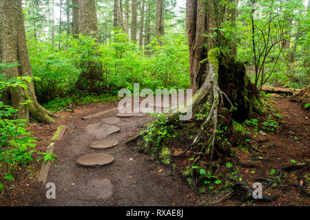 Le lusinghe del capo, Pacific Northwest, nello Stato di Washington, USA Foto Stock