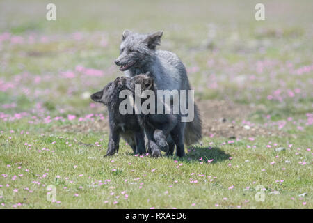 Una femmina adulta cross fox in un prato pieno di fiori di campo con i kit; la croce Fox è un parzialmente melanistic variante colore del rosso volpe (Vulpes vulpes). Foto Stock