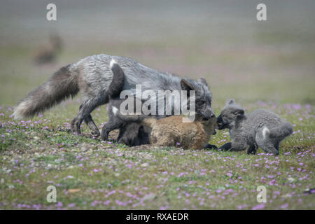 Una femmina adulta cross fox in un prato pieno di fiori di campo con i kit; la croce Fox è un parzialmente melanistic variante colore del rosso volpe (Vulpes vulpes). Foto Stock