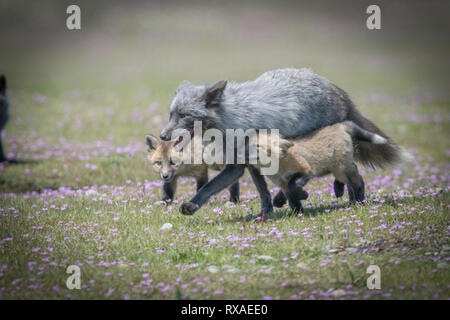 Una femmina adulta cross fox in esecuzione attraverso il prato pieno di fiori di campo con i kit; la croce Fox è un parzialmente melanistic variante colore del rosso volpe (Vulpes vulpes). Foto Stock