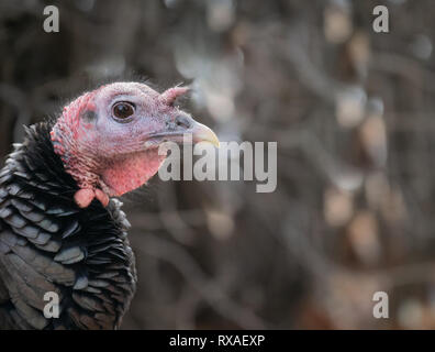 Close up di un wild turchia hen della testa e del collo con la testa nel profilo. Fotografato con profondità di campo ridotta. Foto Stock