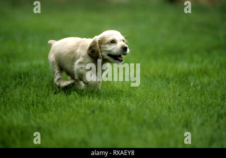 American Cocker Spaniel Puppy in esecuzione Foto Stock