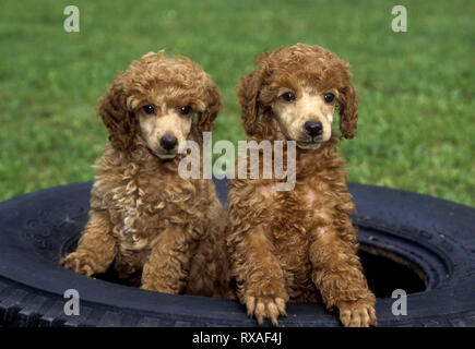 2 miniatura barboncino cuccioli in piedi all'interno vuoto pneumatico. Rivolto in avanti. Foto Stock