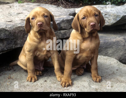 2 cuccioli Vizsla seduti sulle rocce lato da ciascuna, rivolto in avanti. Foto Stock
