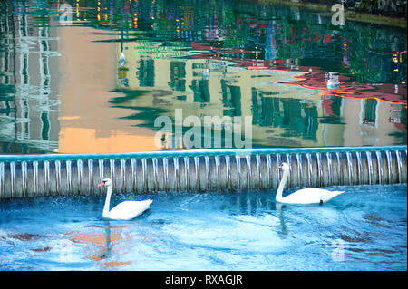 Cigni, Cygnus olor, città vecchia, Annecy, Haute-Savoie reparto, Auvergne-Rhône-Alpes, Francia Foto Stock