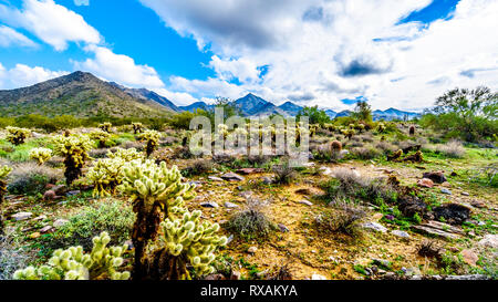 Escursioni su sentieri circondati da Saguaro, Cholla e altri Cactus in semi paesaggio desertico del McDowell Mountain Range vicino a Scottsdale, Foto Stock