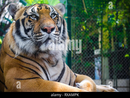 Grande tigre maschio che stabilisce e guardando in lontananza nel regno della tigre. Situato a nord di Chiang Mai, Thailandia. Foto Stock