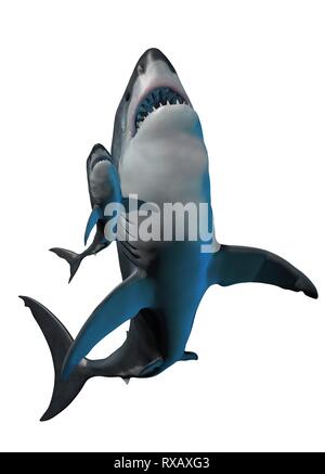 Megalodon e squalo, illustrazione Foto Stock