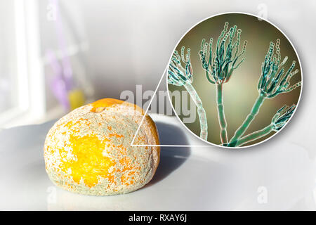 Mandarin coperto con stampo, immagine composita Foto Stock