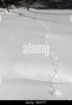 Le tracce degli animali attraverso un bosco innevato Foto Stock