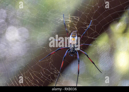 Un vicino la vista frontale di un grande nero orb spider con marcature bianche sul suo web alta nel tree tops Foto Stock