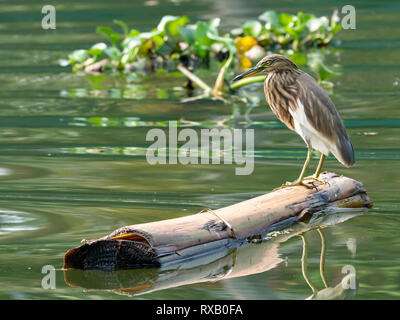 Indian Pond Heron (Ardeola grayii) appollaiato su un tronco galleggiante Foto Stock