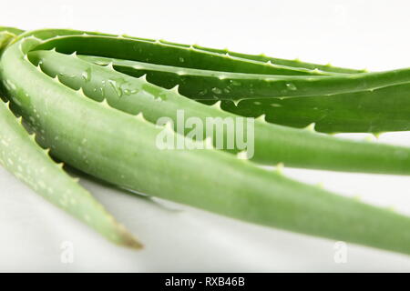 Fresco verde biologico aloe vera pianta in sfondo bianco Foto Stock