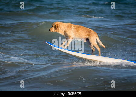Windsurf surf cane cane su un windsurf tavola da surf Foto Stock