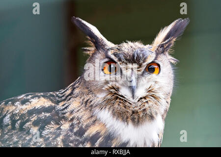 Unione gufo reale (Bubo bubo), Captive Bird. Foto Stock