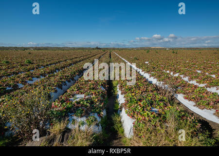 Campo di fragole, stagione di raccolto in California Foto Stock