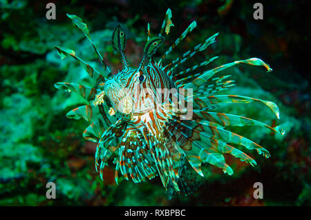 Close-up di Leone Rosso, pterois volitans in una barriera corallina off isola Sombrero, Anilao, Filippine Foto Stock