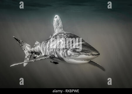 Lo squalo longimano, Carcharhinus longimanus, a circa 7 miglia dalla costa, Cat Island, Caraibi, Bahamas, specie gravemente minacciate a nordovest e Atlantico centro-occidentale Foto Stock