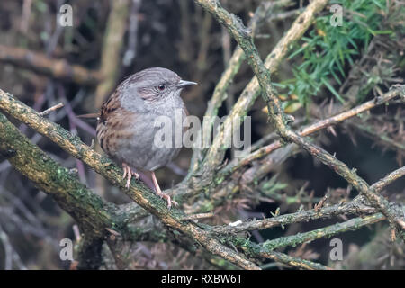 A chiudere il ritratto di dunnock hedge sparrow appollaiato su un ramo in una bussola cercando di destra Foto Stock