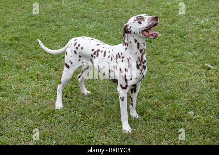 Grazioso cucciolo dalmata è in piedi su un prato verde. Gli animali da compagnia. Cane di razza. Foto Stock