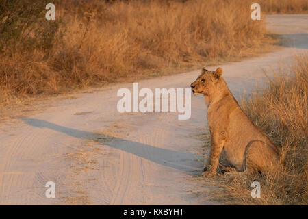 Un leone sul belvedere accanto a una strada sterrata nel Parco Nazionale di Hwange, Zimbabwe Foto Stock