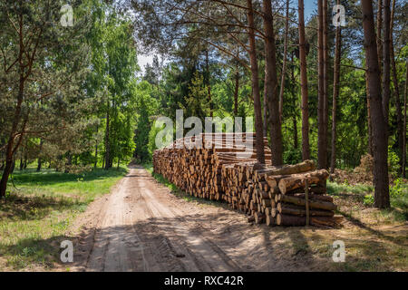 Grande quantità di legno tagliato dopo la tempesta in Polonia Foto Stock