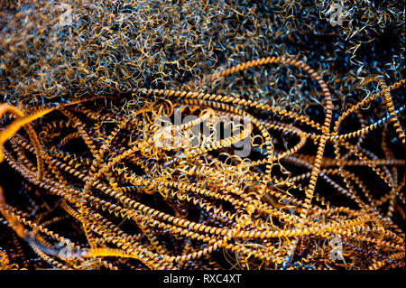 Spirale di sfridi di metallo, rifiuti provenienti da una macchina di ingegneria workshop Foto Stock