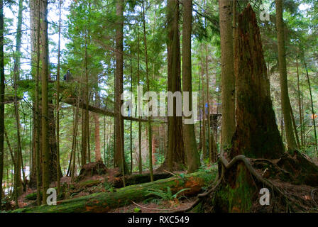 Treetops avventura nel Parco di Capilano, Vancouver, British Columbia, Canada Foto Stock