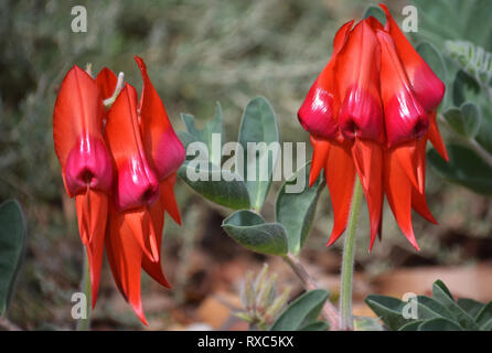 Nativi Australiani Sturts deserto fiori di pisello, Swainsona formosa, famiglia Fabaceae. Emblema floreale del Sud Australia. Rosa e Rosso arancione varietà. Foto Stock