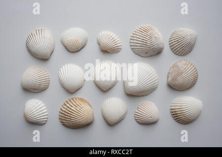 Collezione di conchiglie capesante isolato su sfondo bianco da un elevato angolo di visione Foto Stock